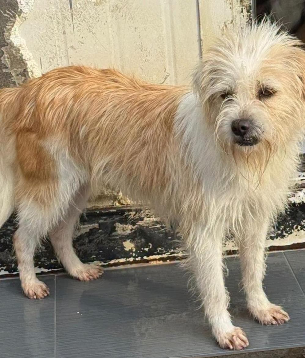 Eva Terrier Köpek fotoğrafı