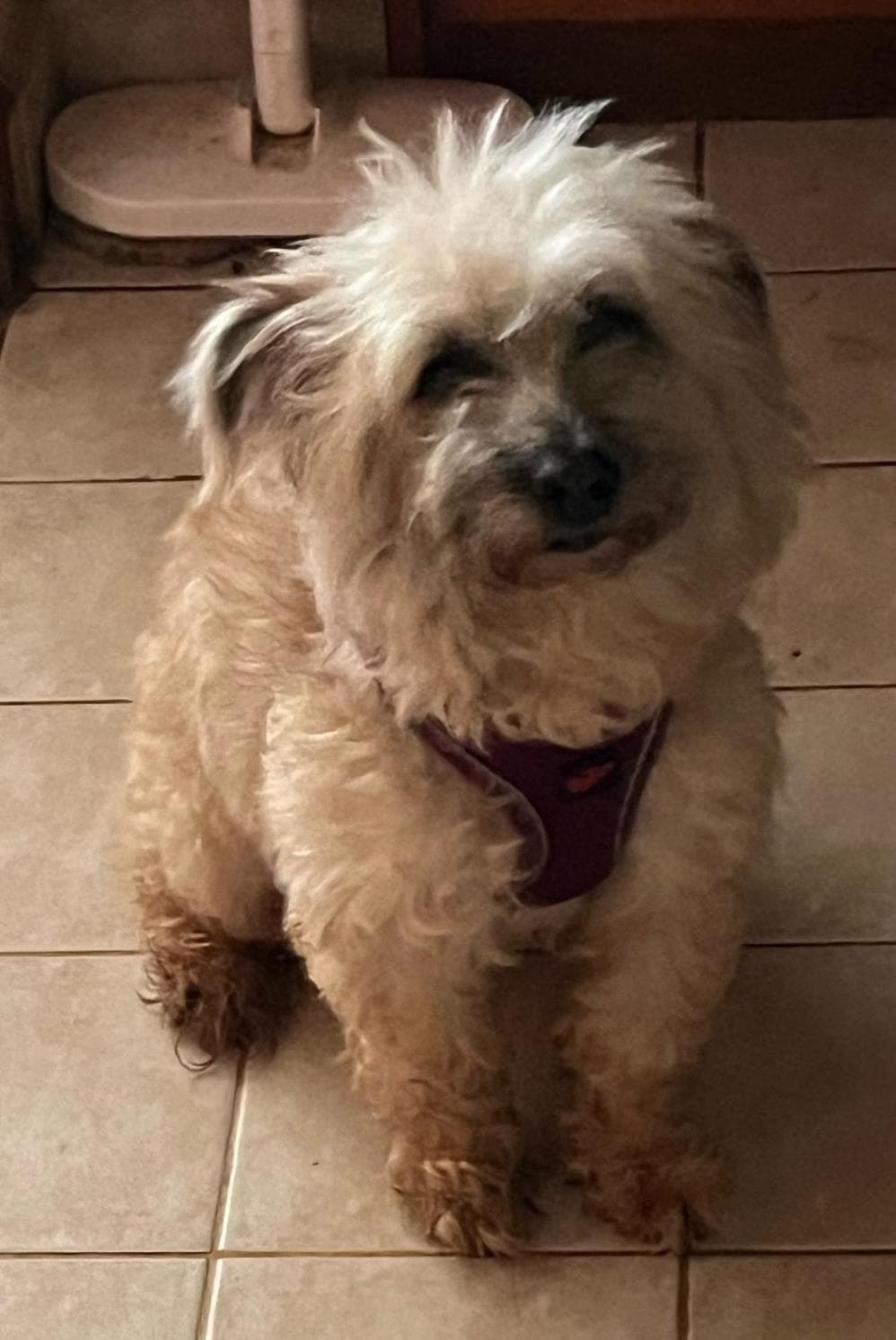 Fatih Fındık Fox Terrier Köpek, İstanbul