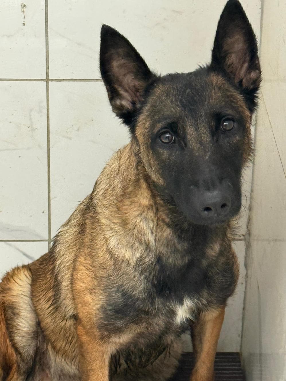 Fatih Luna Belçika Kurt Köpeği Köpek, İstanbul