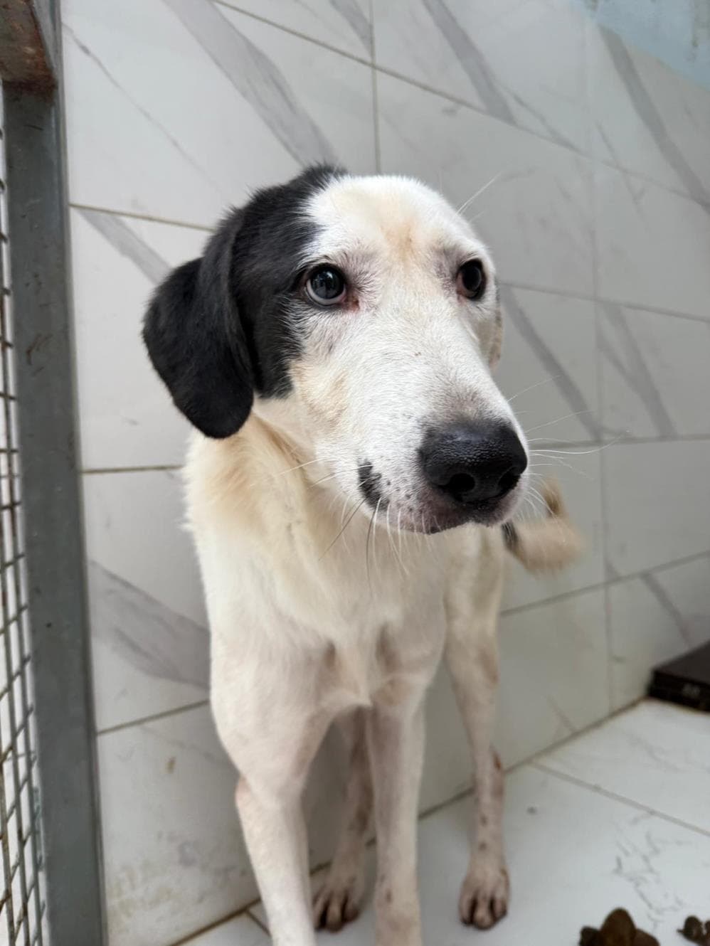 Fatih Spark Melez Köpek, İstanbul