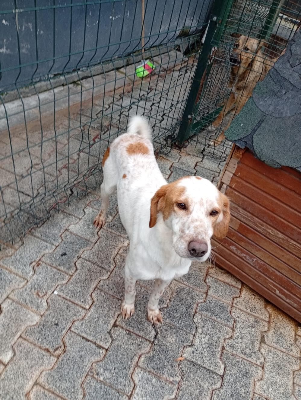 Fatih Çaça İngiliz Setter Köpek, İstanbul