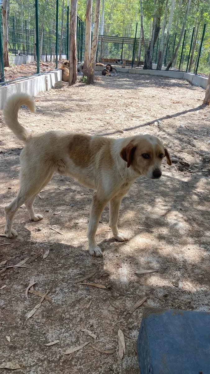Fethiye Yuva Bekleyen Kopek 1052 Melez Köpek, Muğla