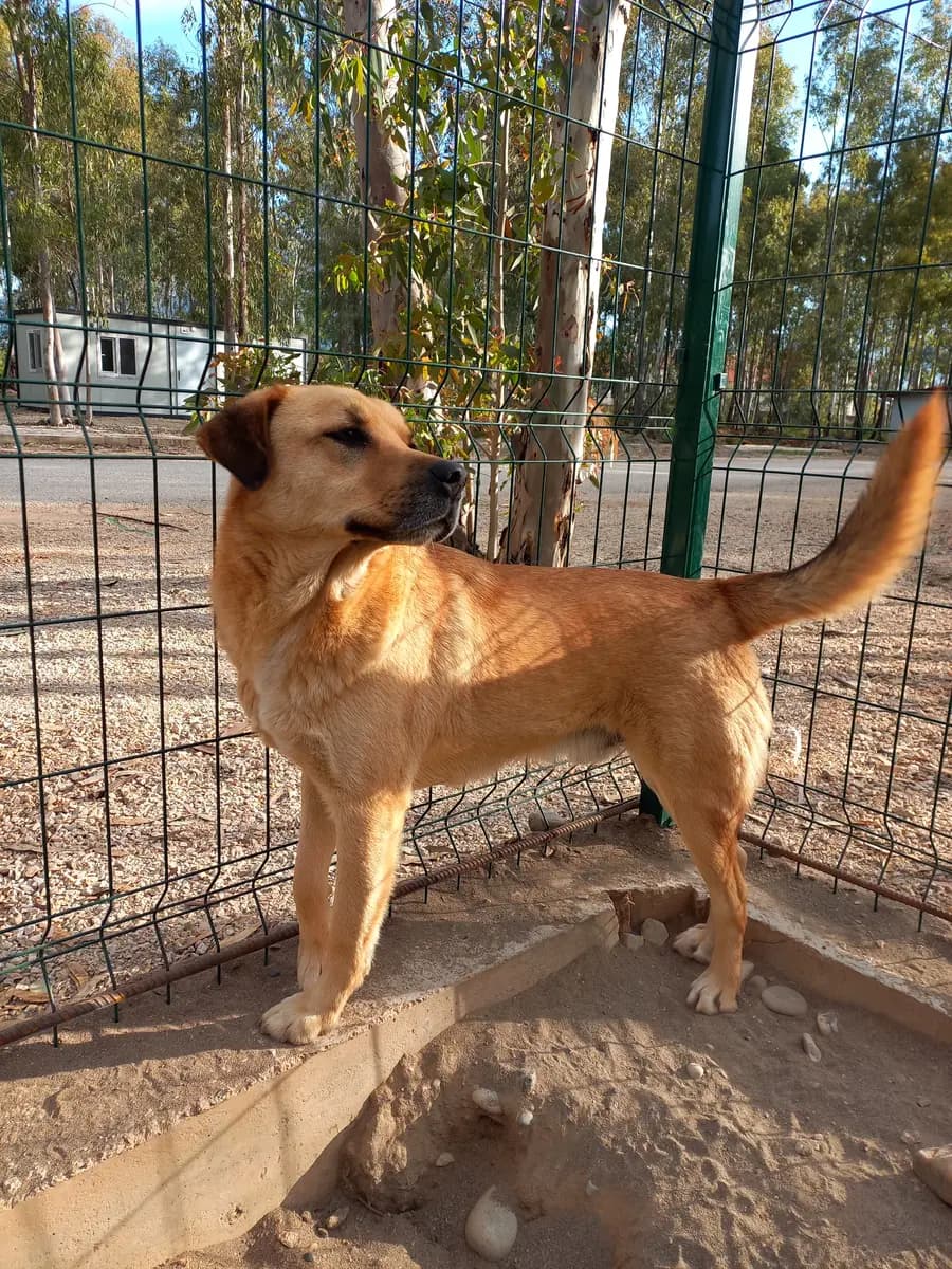 Fethiye Yuva Bekleyen Kopek 1068 Melez Köpek, Muğla