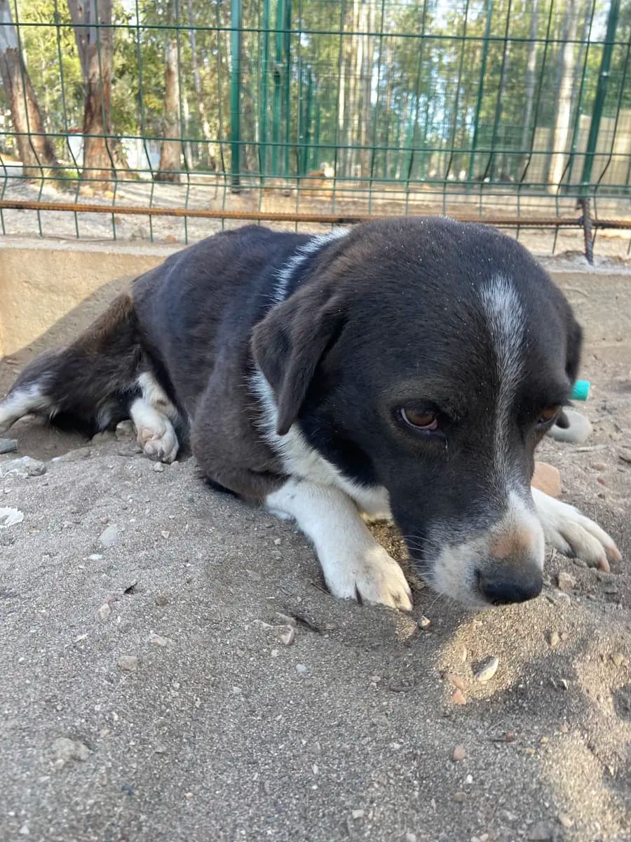 Fethiye Yuva Bekleyen Kopek 1078 Melez Köpek, Muğla