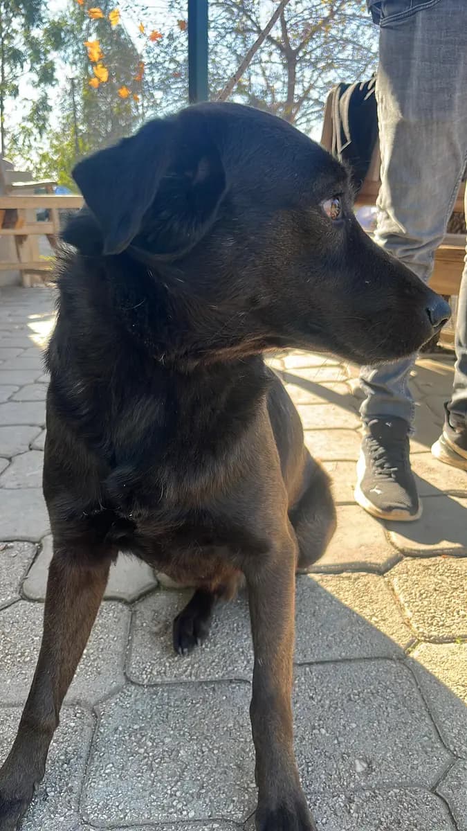 Fethiye Yuva Bekleyen Kopek 1110 Melez Köpek, Muğla