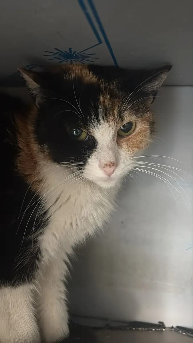 Fethiye Yuva Bekleyen Kedi 1180 Melez Kedi, Muğla