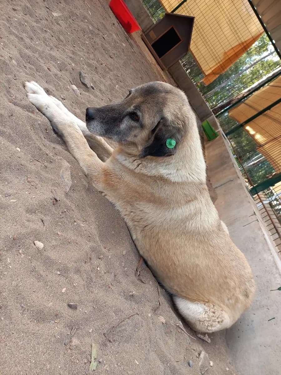 Fethiye Yuva Bekleyen Kopek 1197 Melez Köpek, Muğla