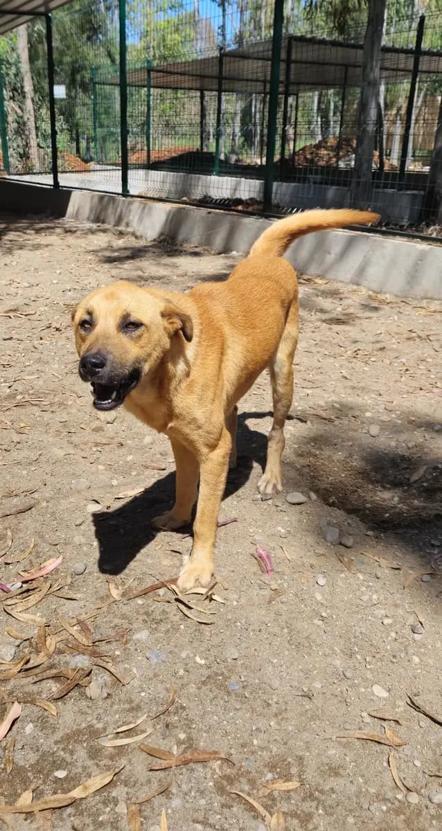 Fethiye Yuva Bekleyen Kopek 122 Melez Köpek, Muğla