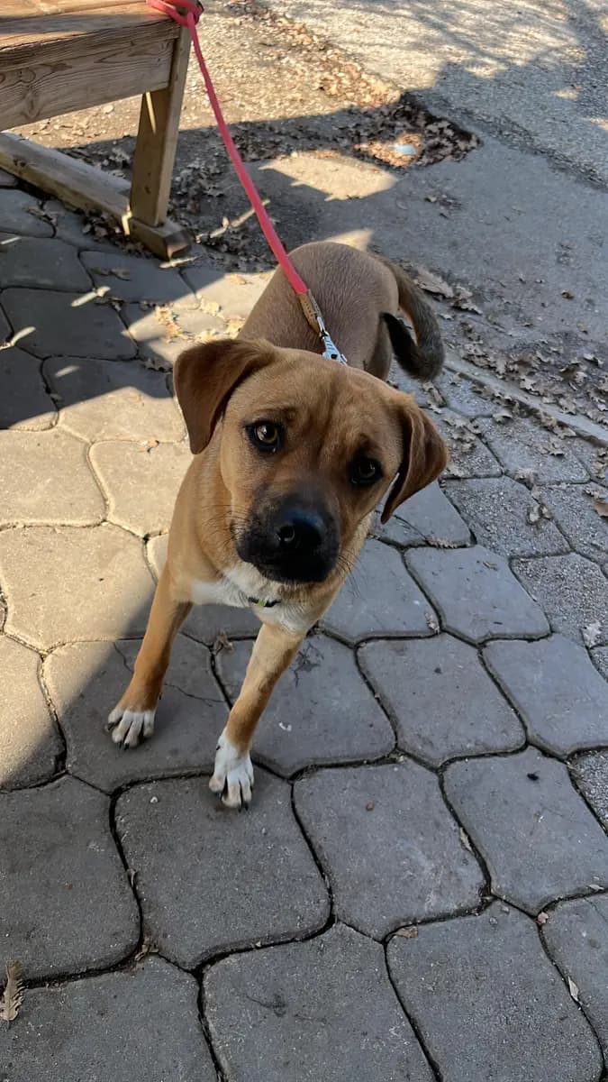 Fethiye Yuva Bekleyen Kopek 1299 Melez Köpek, Muğla