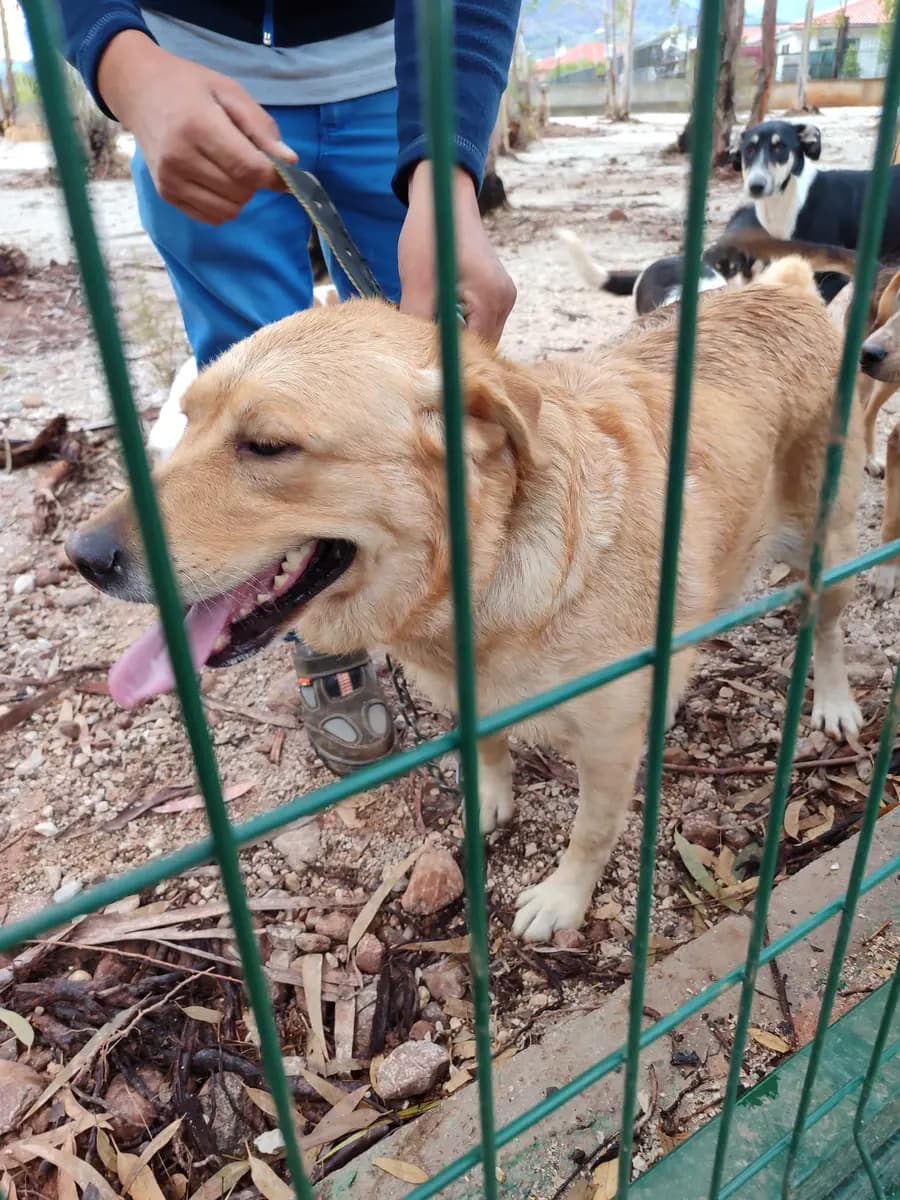 Fethiye Yuva Bekleyen Kopek 1361 Melez Köpek, Muğla