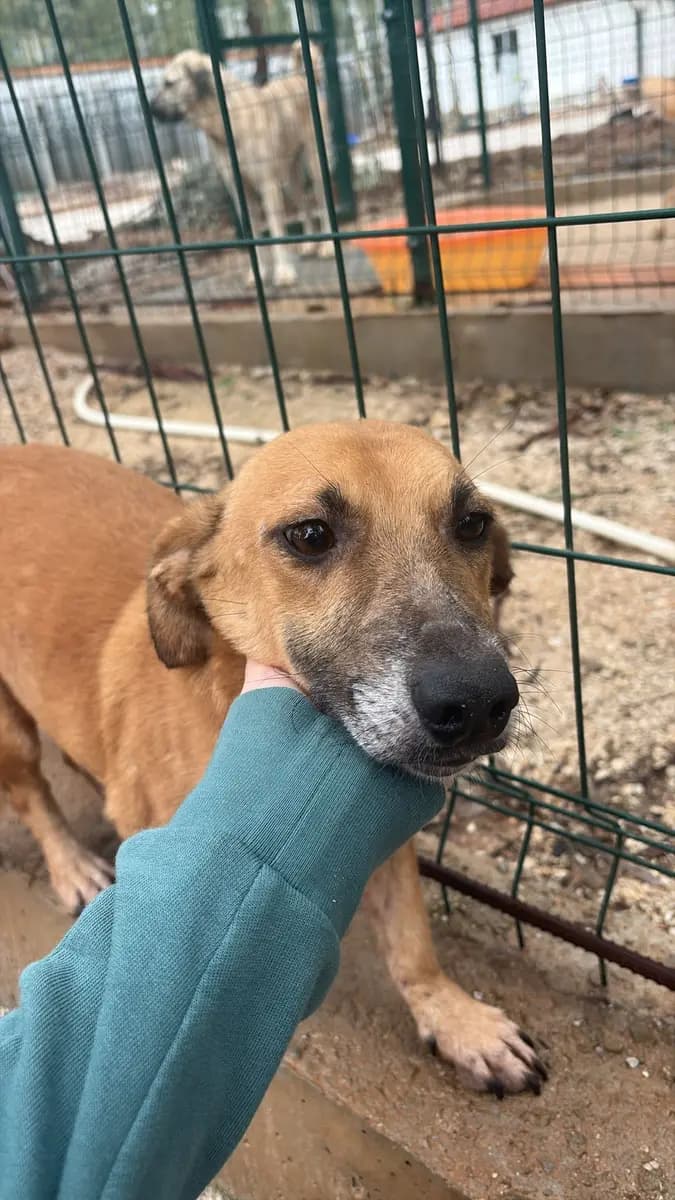 Fethiye Yuva Bekleyen Kopek 1442 Melez Köpek, Muğla