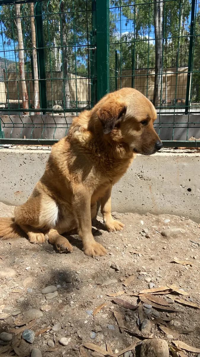 Fethiye Yuva Bekleyen Kopek 1460 Melez Köpek, Muğla