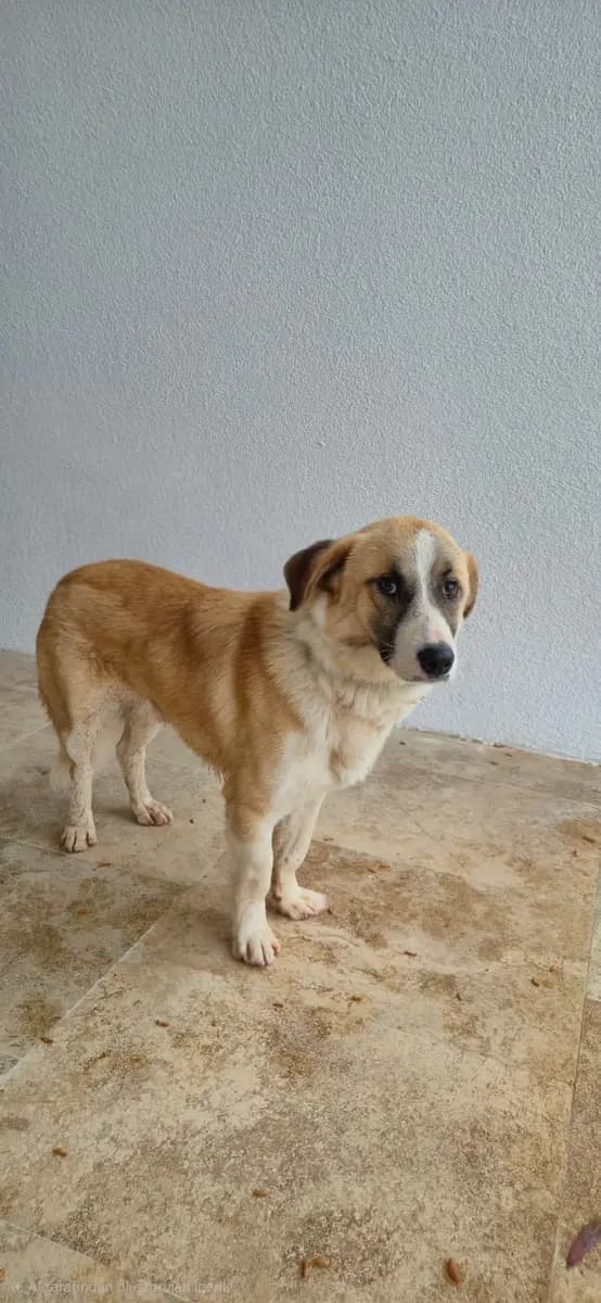 Fethiye Yuva Bekleyen Kopek 1606 Melez Köpek, Muğla