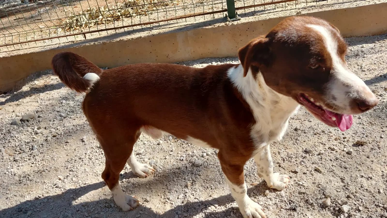 Fethiye Yuva Bekleyen Kopek 1622 Melez Köpek, Muğla