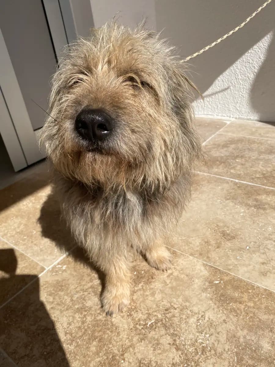 Fethiye Yuva Bekleyen Kopek 1701 Melez Köpek, Muğla