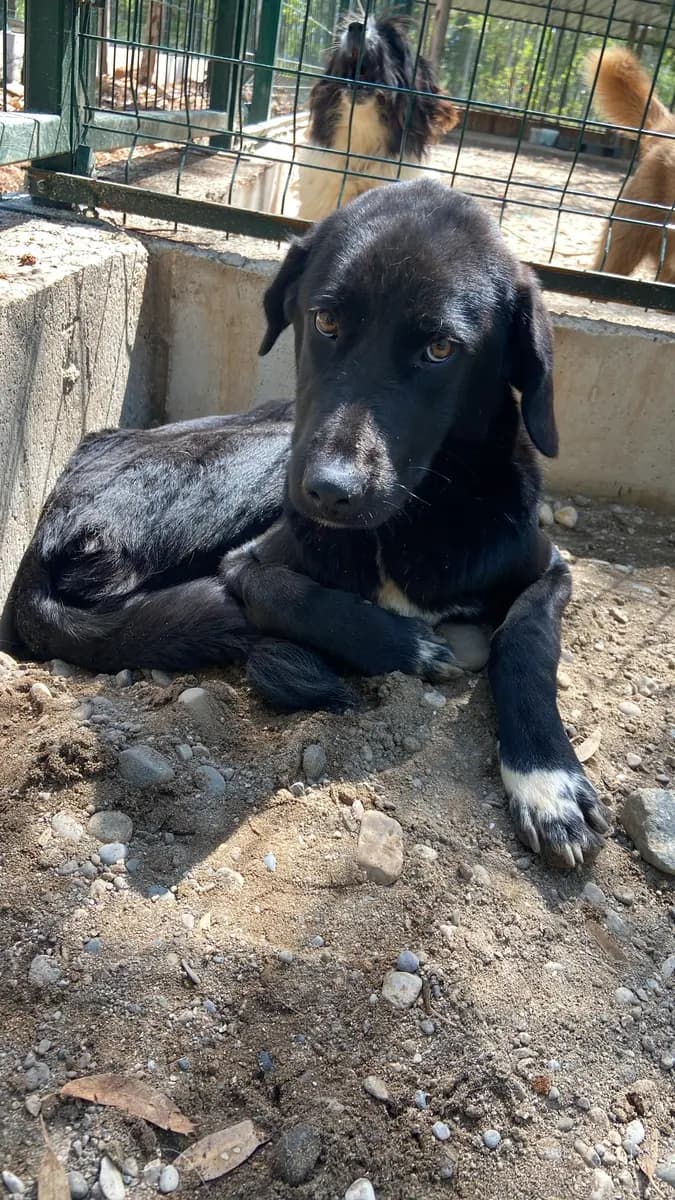 Fethiye Yuva Bekleyen Kopek 1744 Melez Köpek, Muğla
