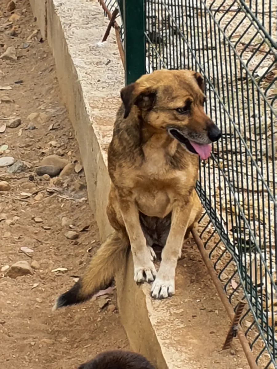 Fethiye Yuva Bekleyen Kopek 1753 Melez Köpek, Muğla