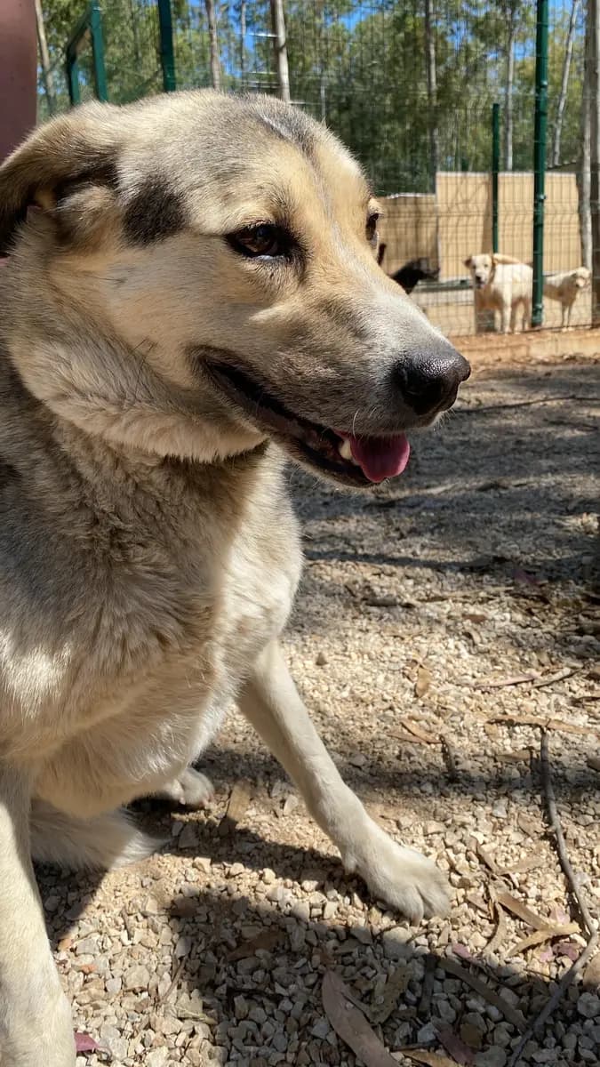 Fethiye Yuva Bekleyen Kopek 1759 Melez Köpek, Muğla
