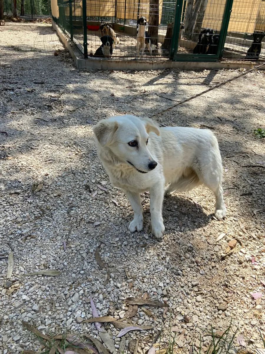 Fethiye Yuva Bekleyen Kopek 1769 Melez Köpek, Muğla