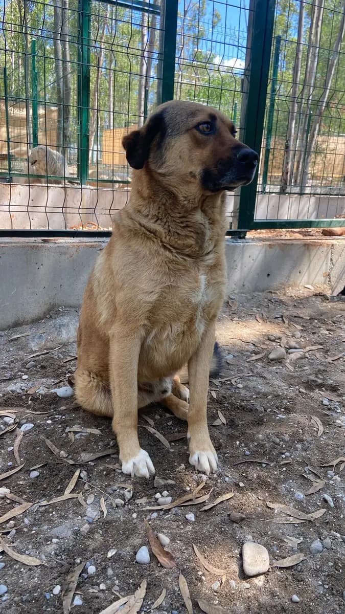 Fethiye Yuva Bekleyen Kopek 1779 Melez Köpek, Muğla
