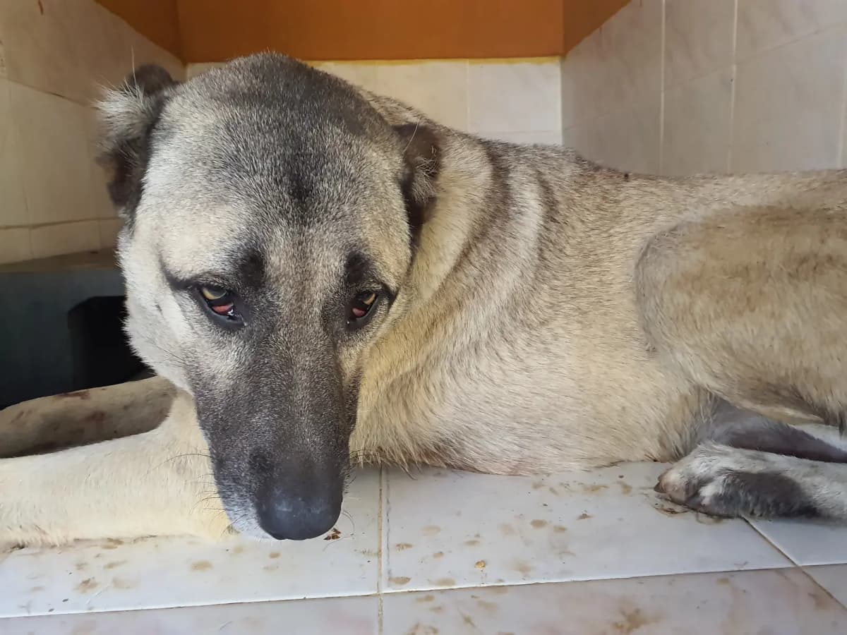 Fethiye Melez Köpek Melez Köpek fotoğrafı
