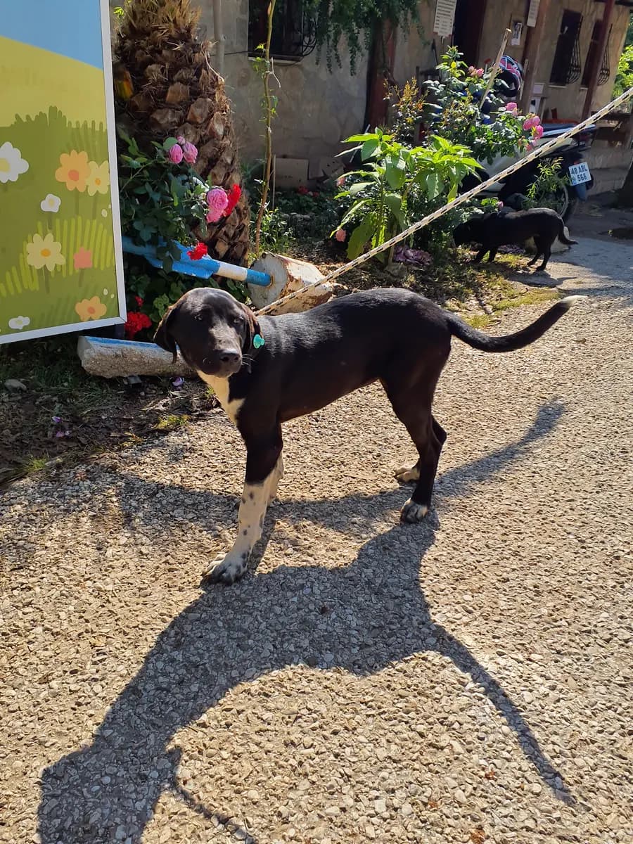 Fethiye Yuva Bekleyen Kopek 1884 Melez Köpek, Muğla