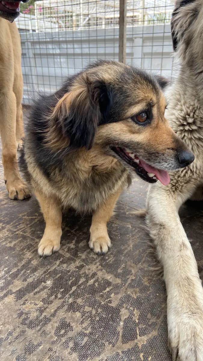 Fethiye Yuva Bekleyen Kopek 1971 Melez Köpek, Muğla