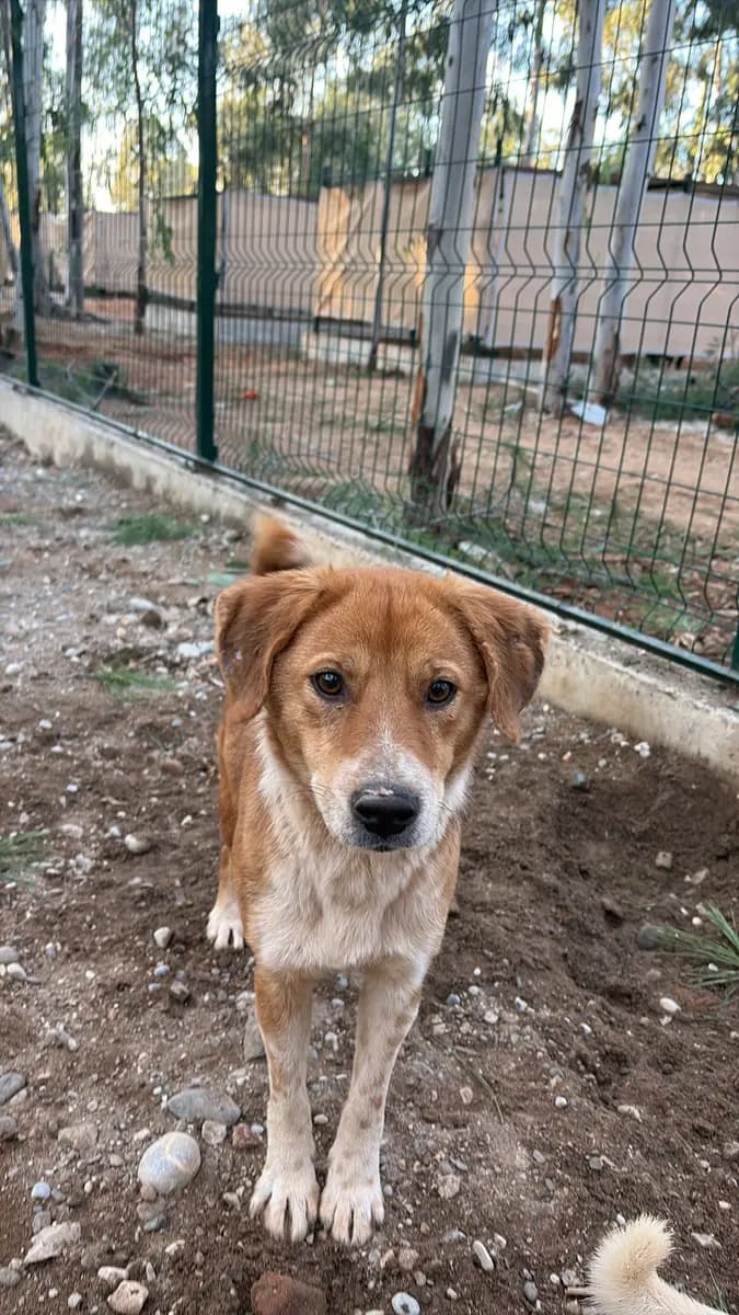 Fethiye Yuva Bekleyen Kopek 2170 Melez Köpek, Muğla