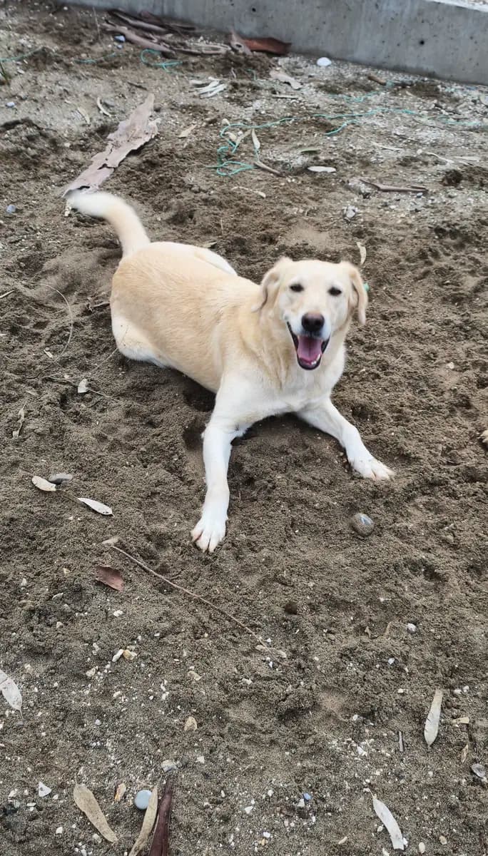 Fethiye Yuva Bekleyen Kopek 225 Melez Köpek, Muğla