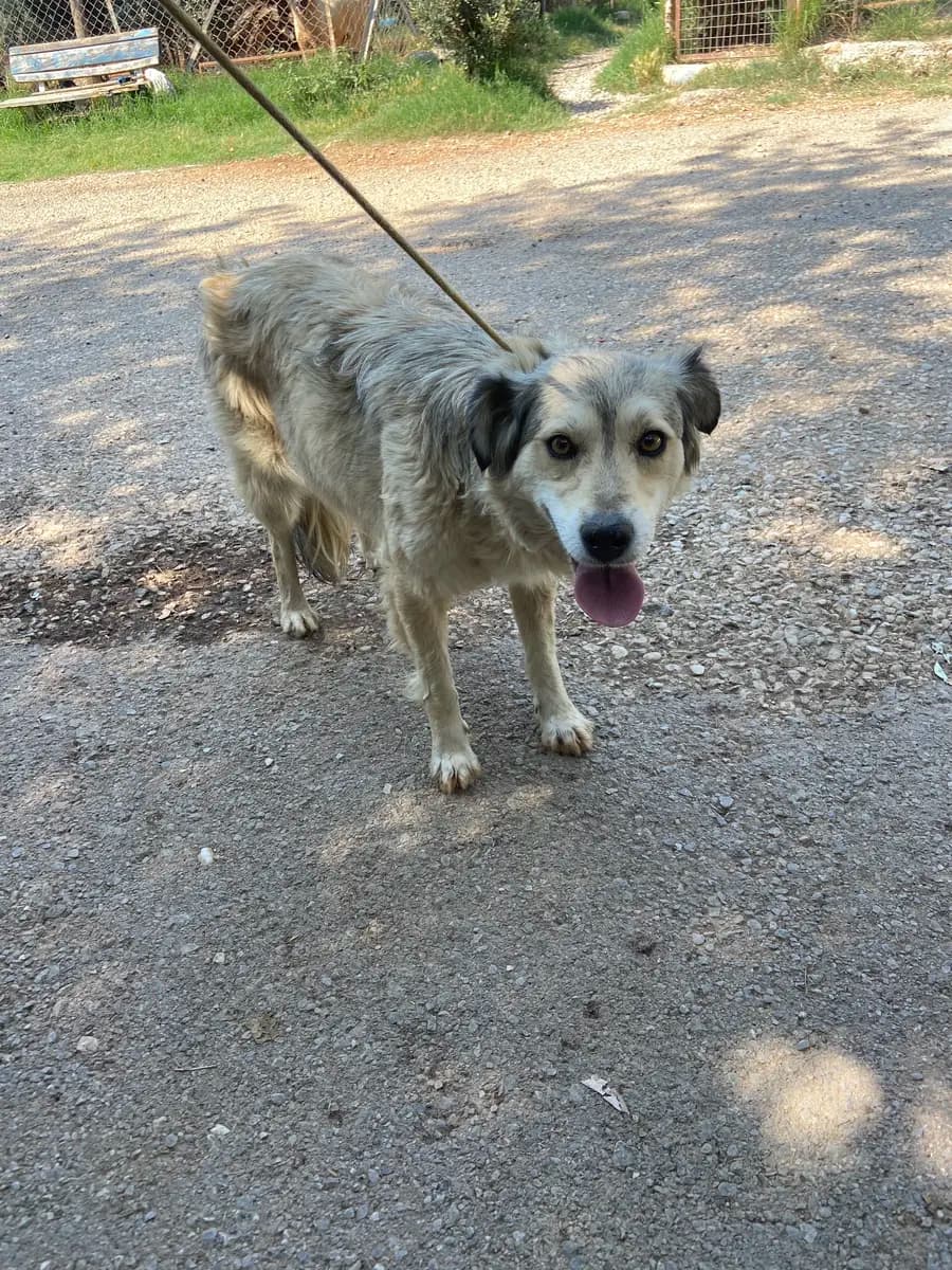 Fethiye Yuva Bekleyen Kopek 2257 Melez Köpek, Muğla