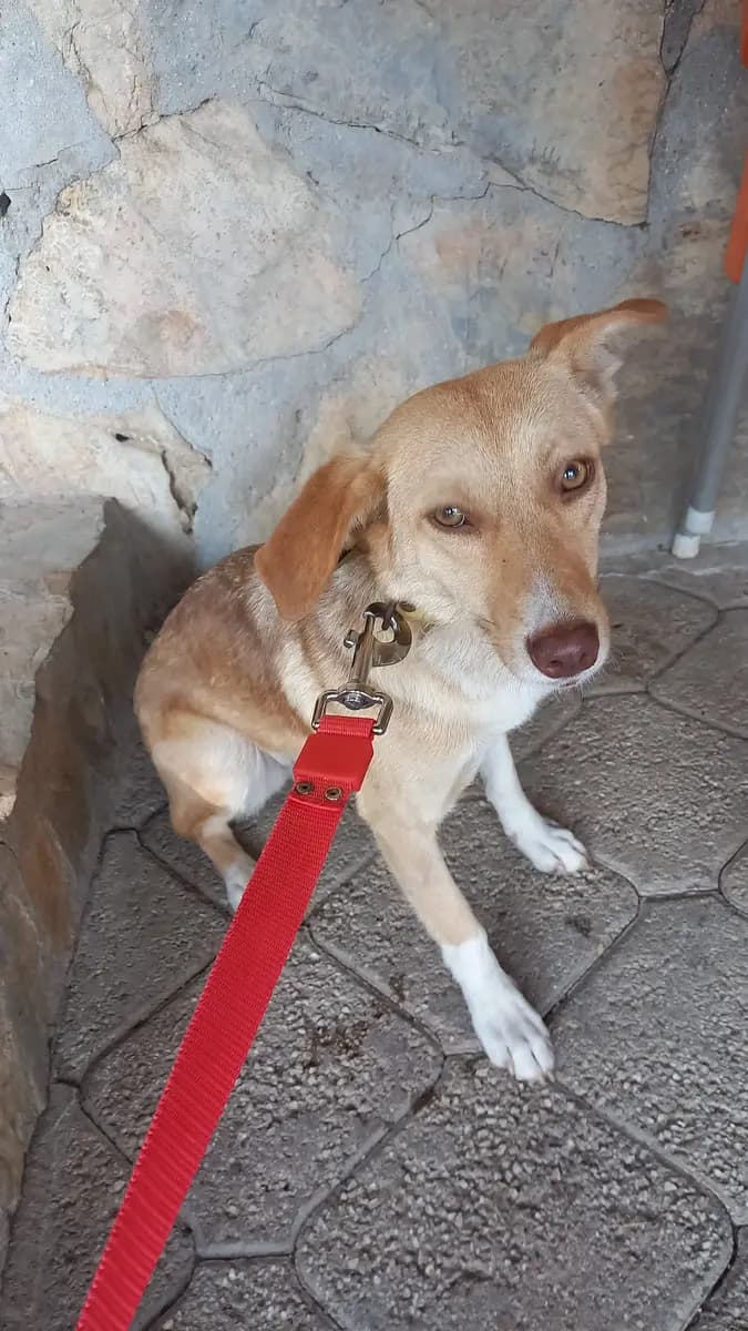Fethiye Yuva Bekleyen Kopek 2260 Melez Köpek, Muğla