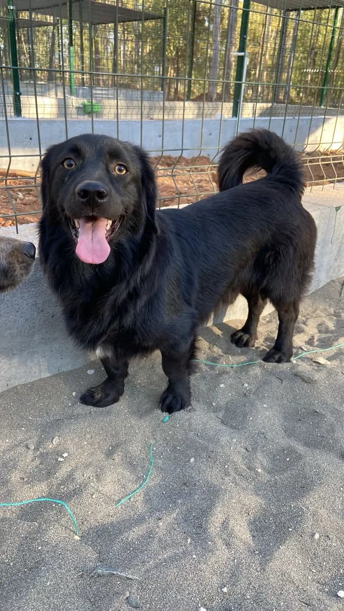 Fethiye Yuva Bekleyen Kopek 24 Melez Köpek, Muğla