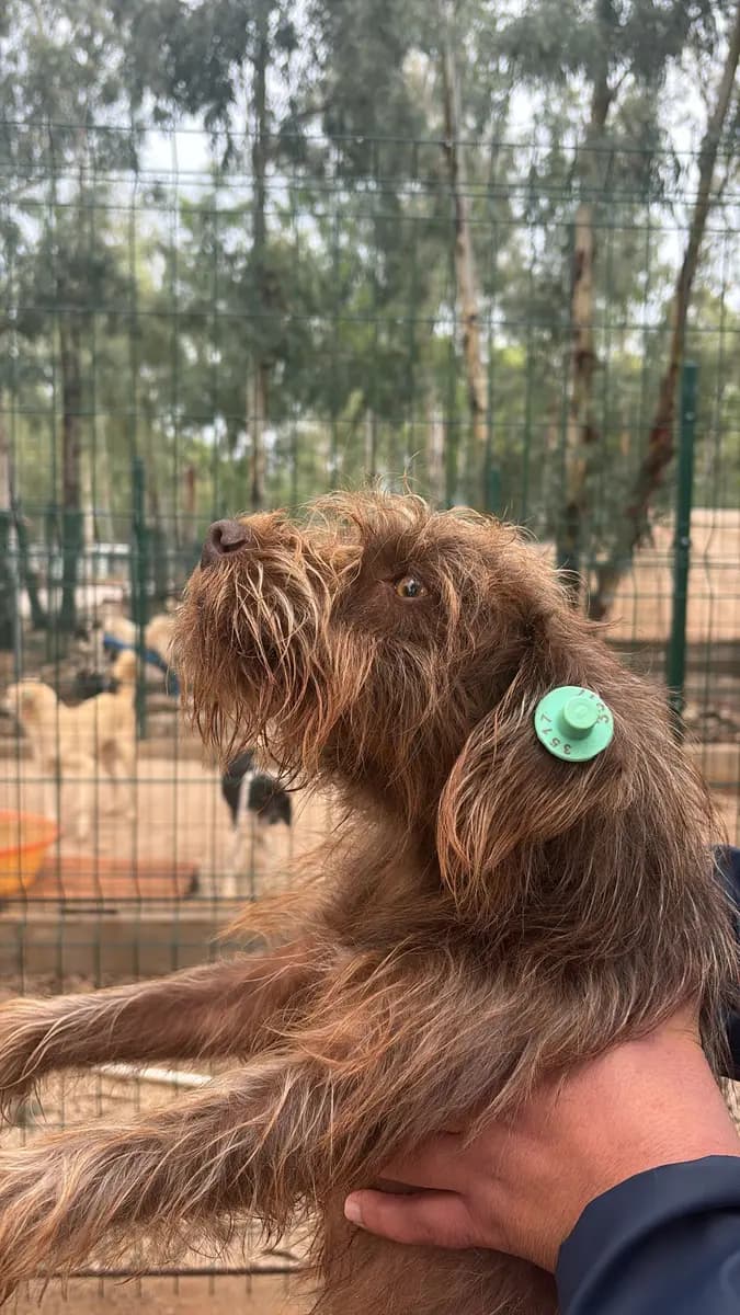 Fethiye Yuva Bekleyen Kopek 2477 Melez Köpek, Muğla