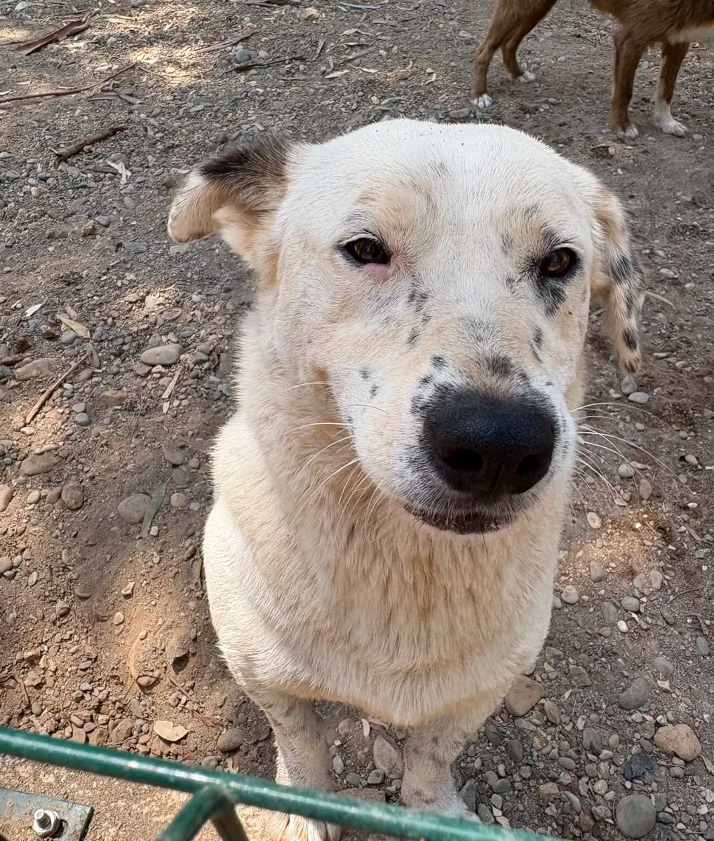 Fethiye Melez Köpek Melez Köpek, Muğla