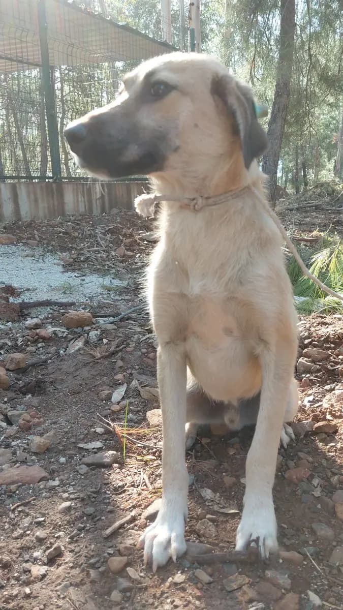Fethiye Yuva Bekleyen Kopek 2490 Melez Köpek, Muğla