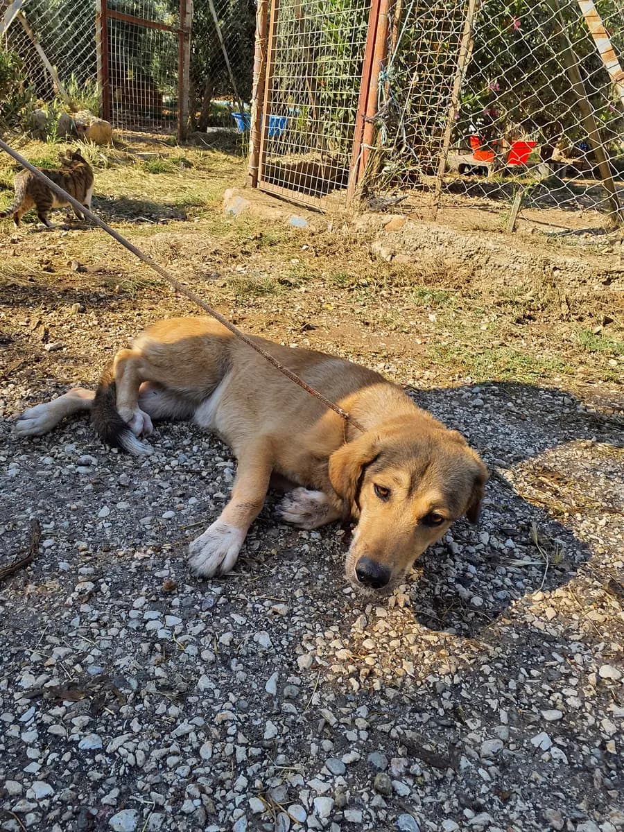 Fethiye Yuva Bekleyen Kopek 254 Melez Köpek, Muğla