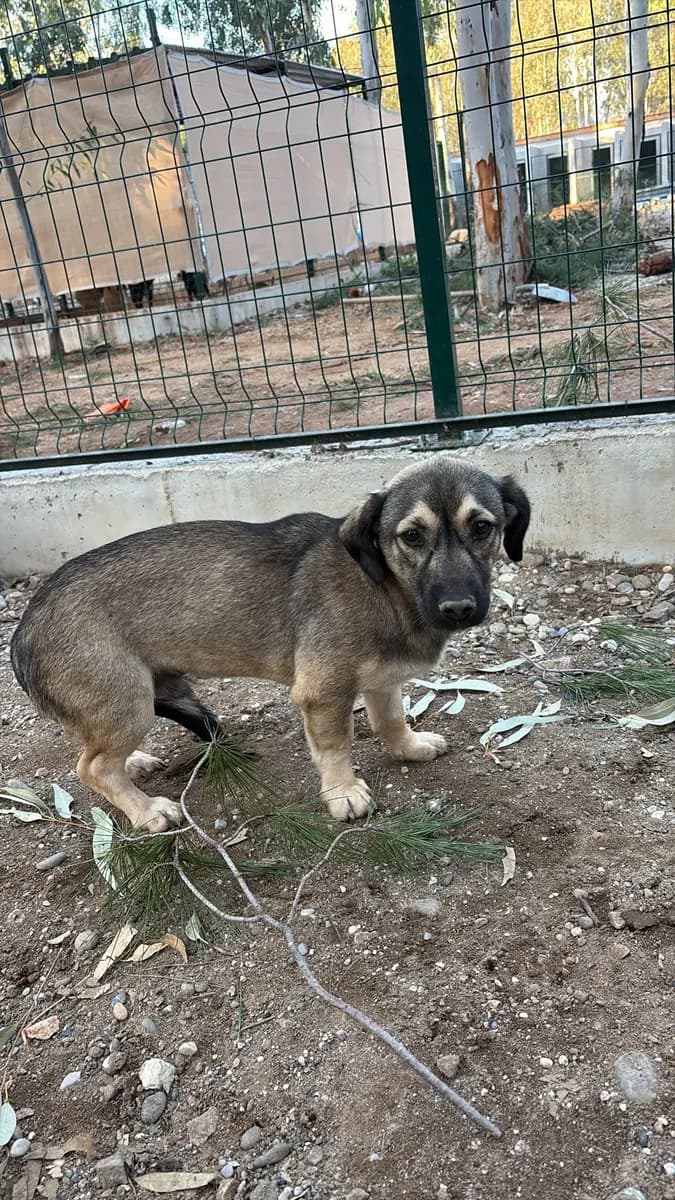Fethiye Yuva Bekleyen Kopek 2600 Melez Köpek, Muğla