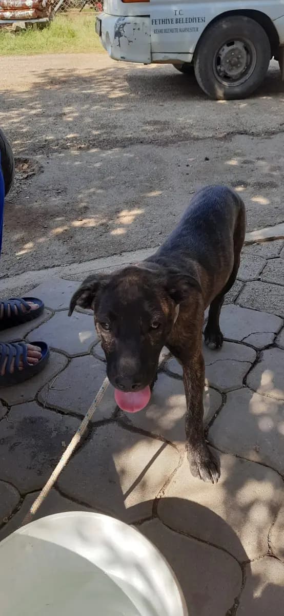 Fethiye Melez Köpek Melez Köpek, Muğla