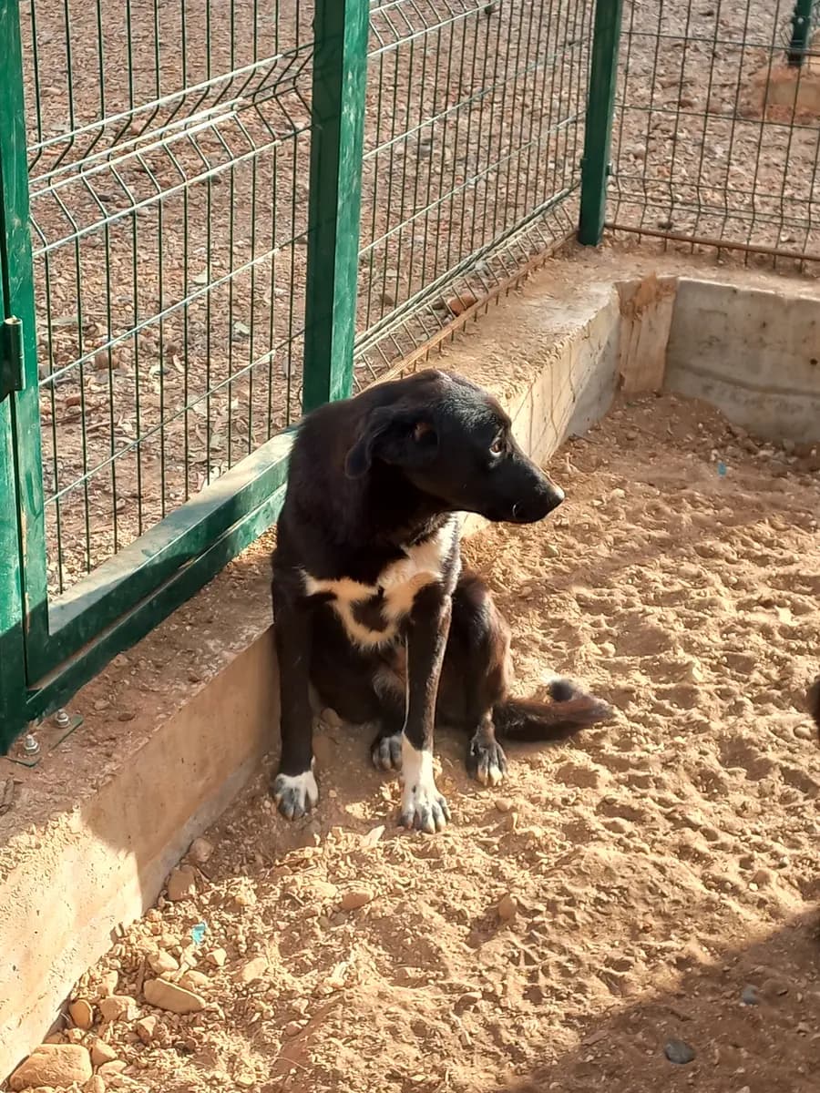 Fethiye Yuva Bekleyen Kopek 268 Melez Köpek, Muğla