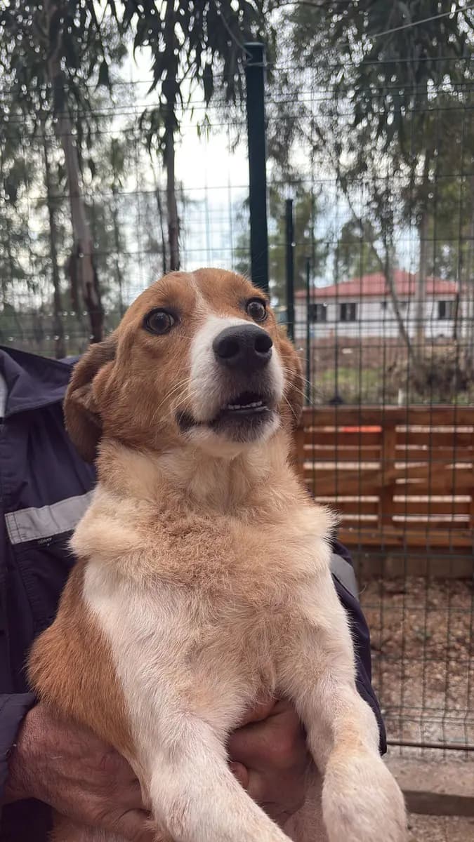 Fethiye Yuva Bekleyen Kopek 2681 Melez Köpek, Muğla