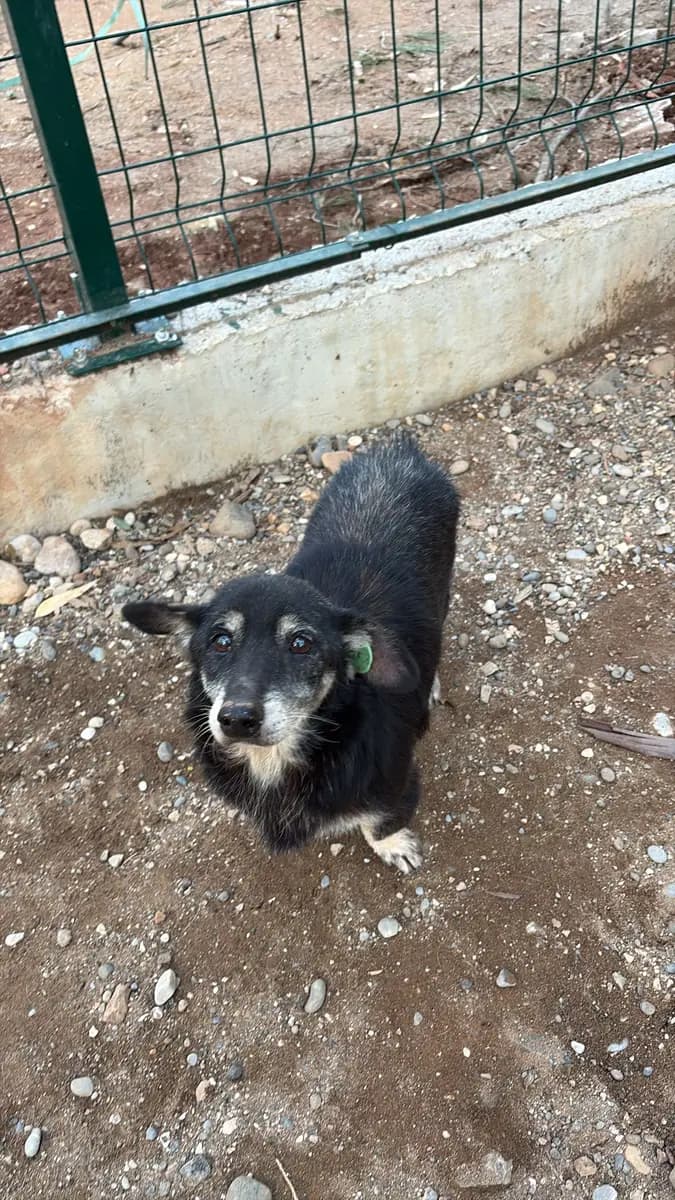 Fethiye Yuva Bekleyen Kopek 277 Melez Köpek, Muğla