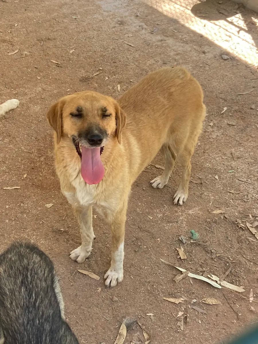Fethiye Yuva Bekleyen Kopek 2781 Melez Köpek, Muğla