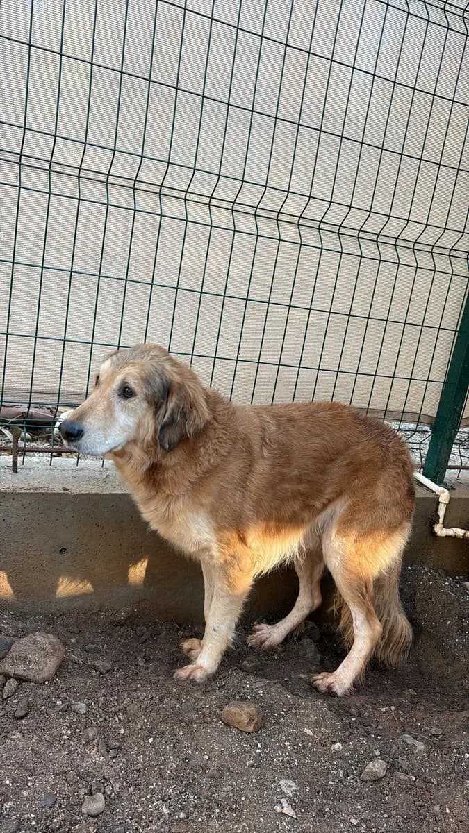 Fethiye Yuva Bekleyen Kopek 2833 Melez Köpek, Muğla