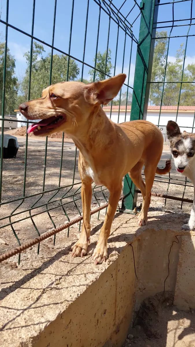 Fethiye Melez Köpek Melez Köpek fotoğrafı