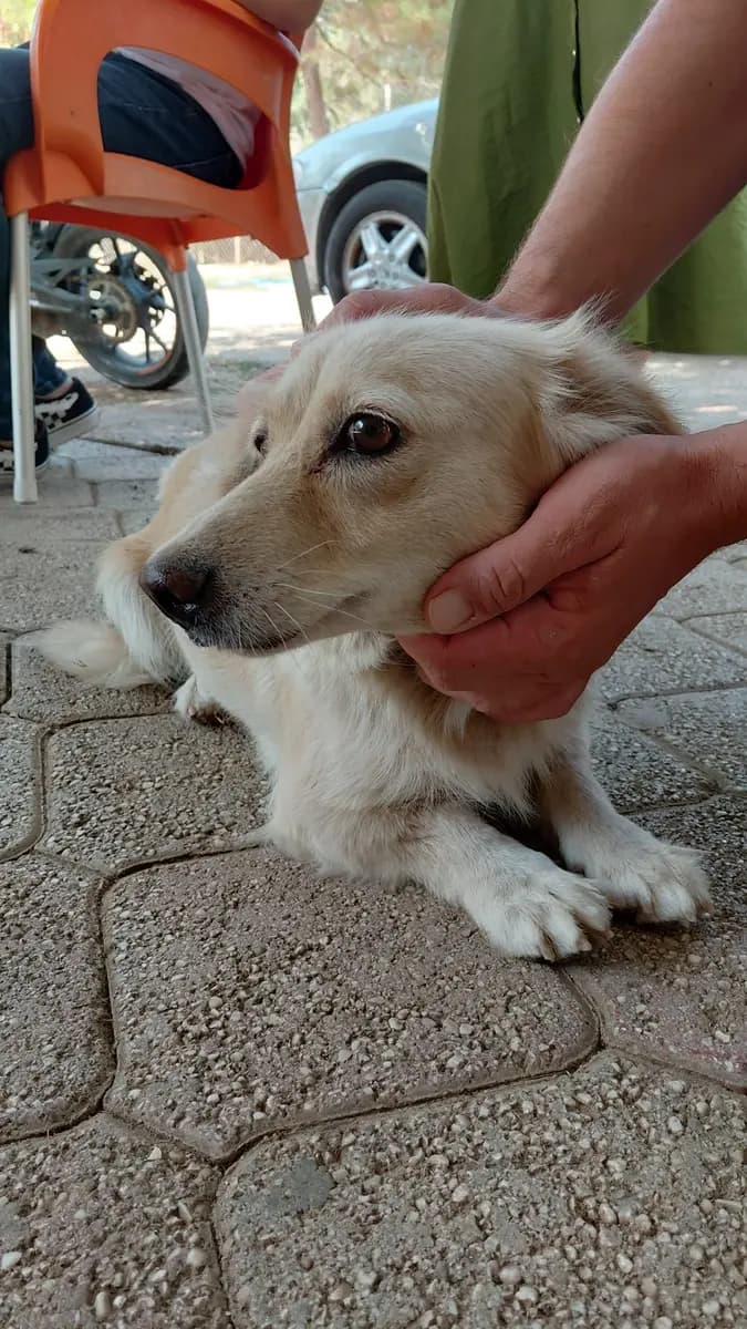 Fethiye Yuva Bekleyen Kopek 2891 Melez Köpek, Muğla