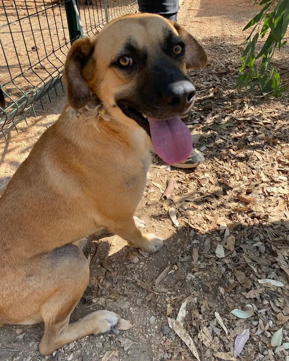 Fethiye Yuva Bekleyen Kopek 2895 Melez Köpek, Muğla