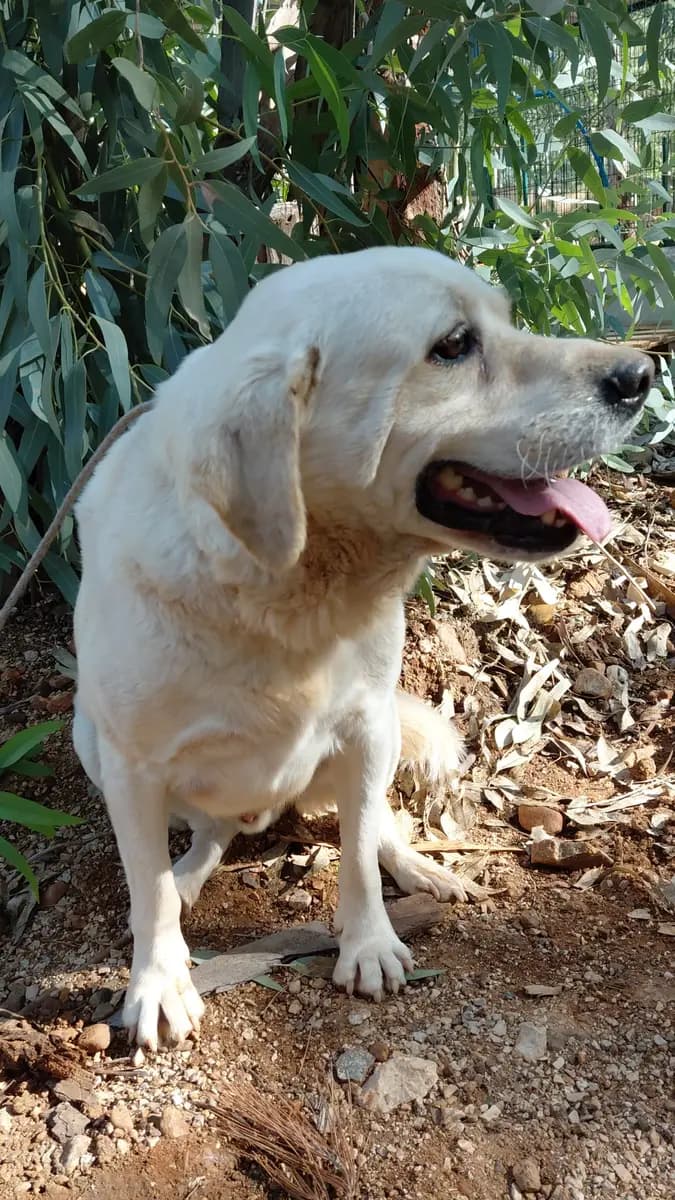 Fethiye Yuva Bekleyen Kopek 2909 Melez Köpek, Muğla
