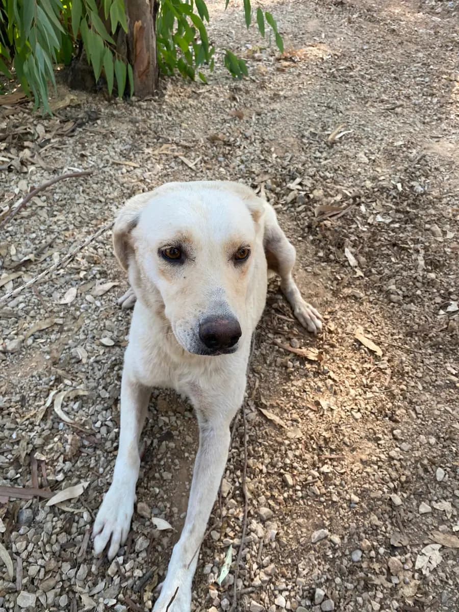 Fethiye Yuva Bekleyen Kopek 2937 Melez Köpek, Muğla