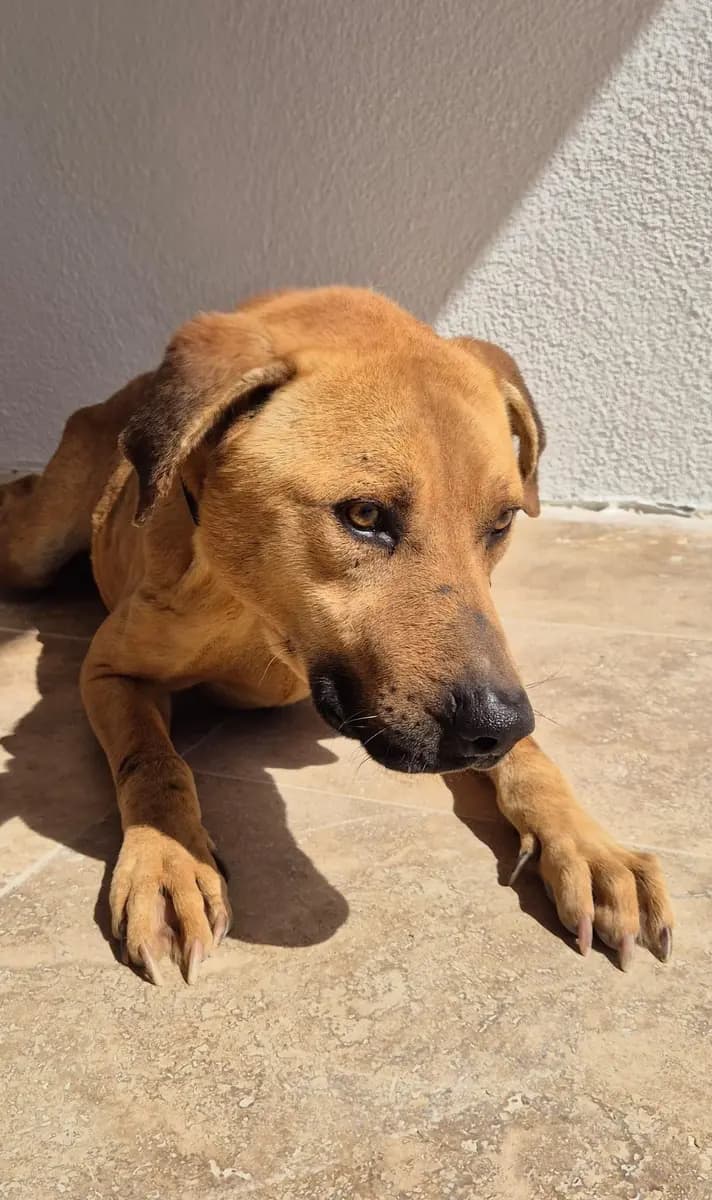 Fethiye Yuva Bekleyen Kopek 2965 Melez Köpek, Muğla