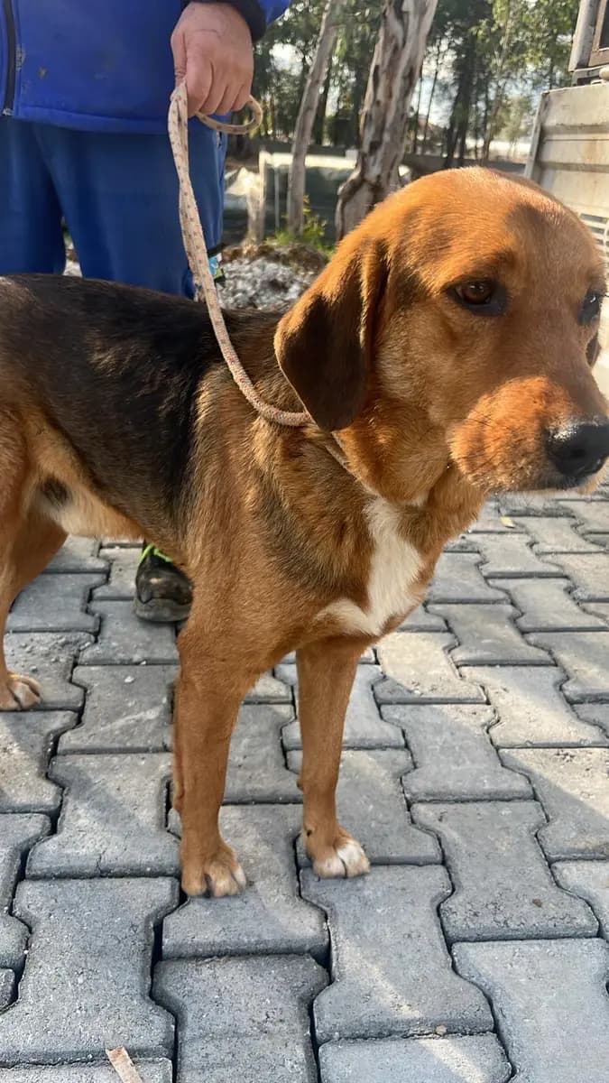 Fethiye Yuva Bekleyen Kopek 2981 Melez Köpek, Muğla